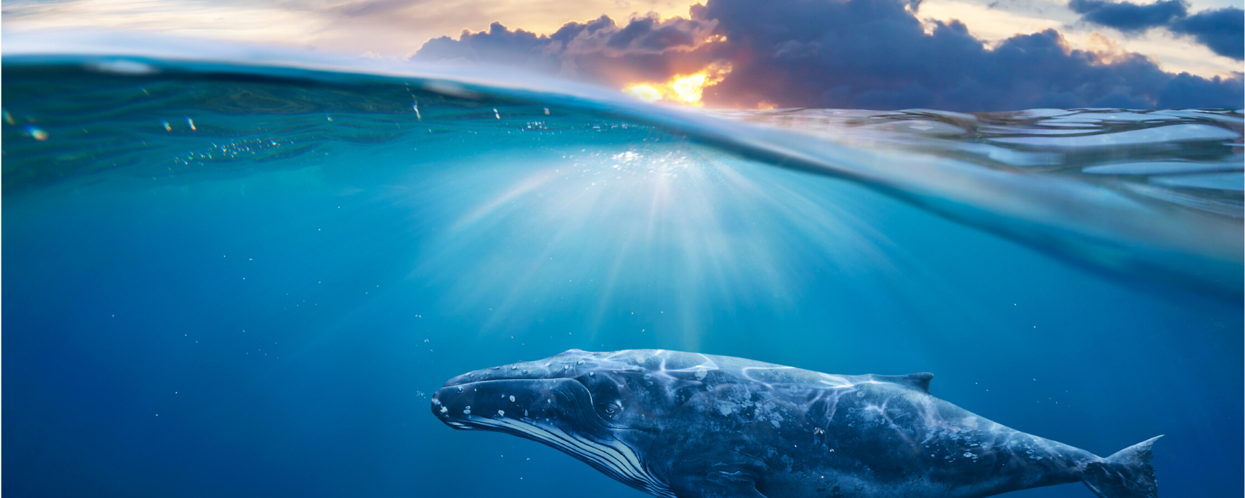 English + Whale Conservation